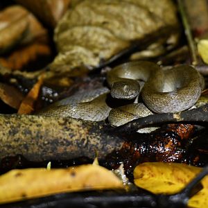 Lycodryas granuliceps