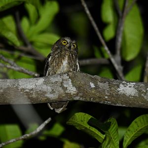 Madagascar Scops-Owl Otus rutilus
