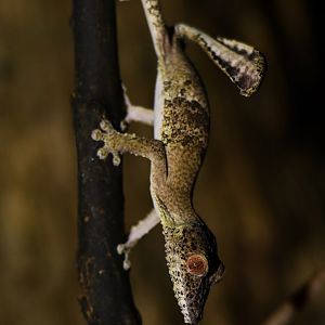 Uroplatus henkeli