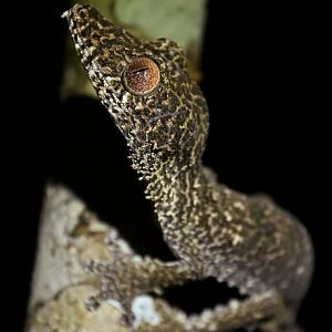 Uroplatus henkeli