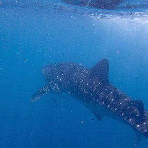 Whale-shark (Rhincodon typus)
