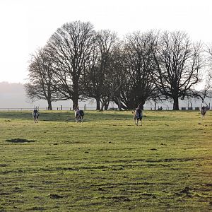 Not very good photo of the Gemsbok