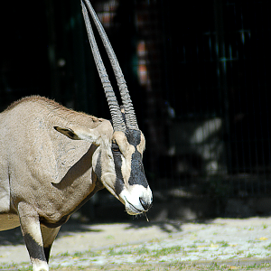 Beisa Oryx - Berlin Tierpark 2022