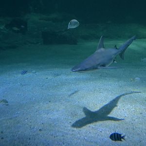 Carcharhinus amblyrhynchos
