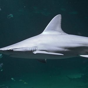 Carcharhinus plumbeus