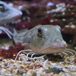 Chelidonichthys lucerna