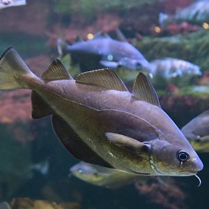Cod (Gaddus morhua)