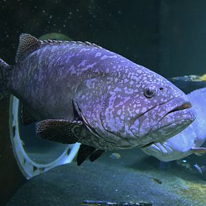 Giant grouper (Epinephelus lanceolatus)