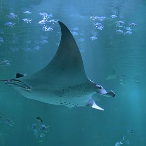 Giant manta ray (Mobula birostris)