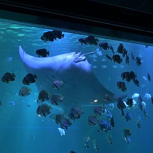 Giant manta ray (Mobula birostris)