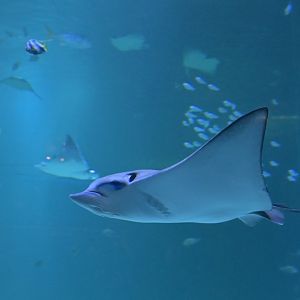 Lesser devil ray (Mobula hypostoma)