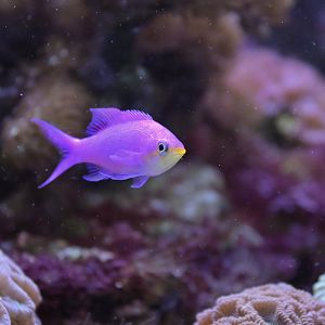 Mirolabrichthys tuka