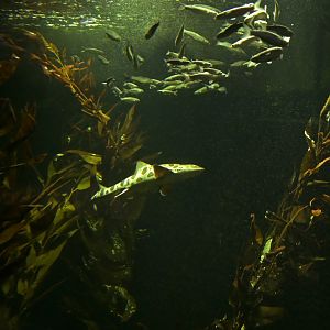 California kelp aquarium
