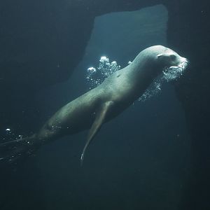 California sea lion (Zalophus californianus)