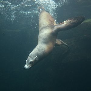 California sea lion (Zalophus californianus)