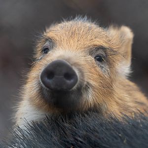 Wild boar piglet, ZSL Whipsnade, UK