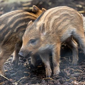 Wild boar piglets, ZSL Whipsnade, UK