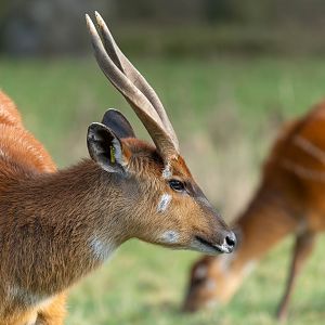 Western Sitatunga, ZSL Whipsnade