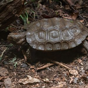 Manouria emys emys? - Tierpark Berlin