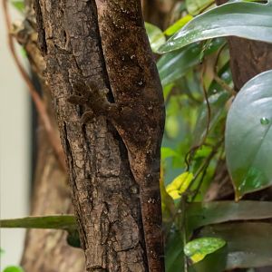 Mniarogekko chahoua? - Tierpark Berlin