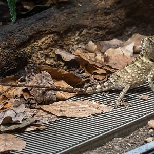 Acanthosaura ID - Tierpark Berlin