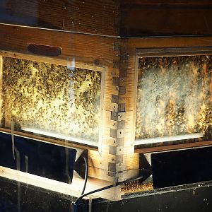 Honeybee hive, 2023-05-15