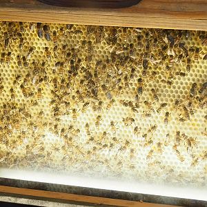 Honeybee hive, 2023-05-15