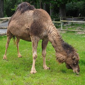 Dromedary camel (Camelus dromedarius), 2023-05-16