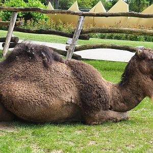 Dromedary camel (Camelus dromedarius), 2023-05-16