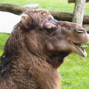 Dromedary camel (Camelus dromedarius), 2023-05-16