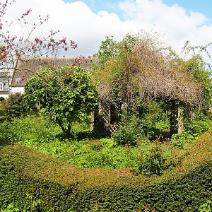 Rose garden, 2023-05-16