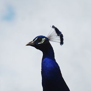 Blue peafowl (Pavo cristatus), 2023-05-16