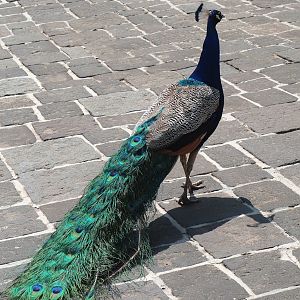 Blue peafowl (Pavo cristatus), 2023-05-16