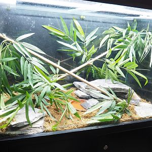 European tree frog terrarium, 2023-05-16