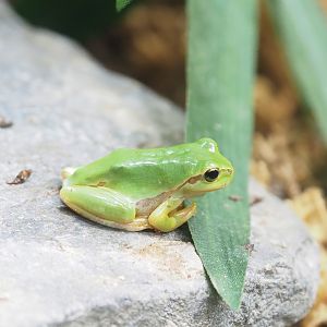 European tree frog (Hyla arborea), 2023-05-16