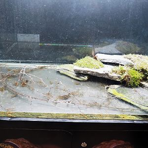 Yellow-bellied toad terrarium, 2023-05-16