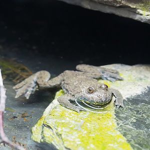 Yellow-bellied toad (Bombina variegata), 2023-05-16