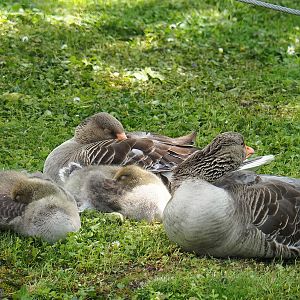 Wild Greylag geese (Anser anser), 2023-05-16