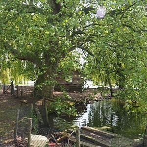 Chilean flamingo and waterfowl exhibit, 2023-05-16