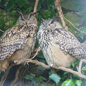 Eurasian eagle-owls (Bubo bubo bubo), 2023-05-16