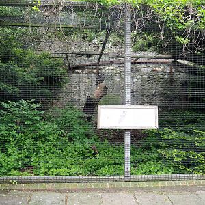 Verreaux's eagle-owl aviary, 2023-05-15