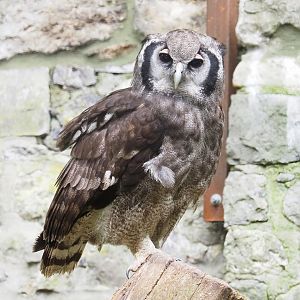 Verreaux's eagle-owl (Bubo lacteus), 2023-05-15