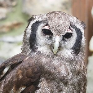 Verreaux's eagle-owl (Bubo lacteus), 2023-05-15