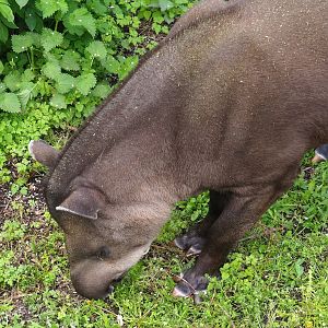 South American tapir (Tapirus terrestris), 2023-05-16