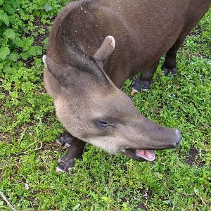 South American tapir (Tapirus terrestris), 2023-05-16