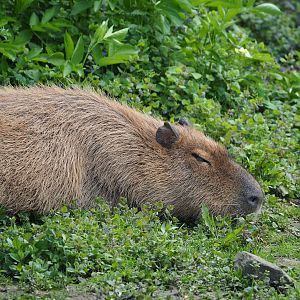 Capybara (Hydrochoerus hydrochaeris), 2023-05-16