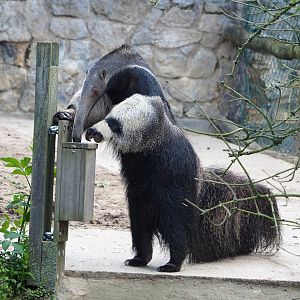 Giant anteater (Myrmecophaga tridactyla) using feeder, 2023-05-16
