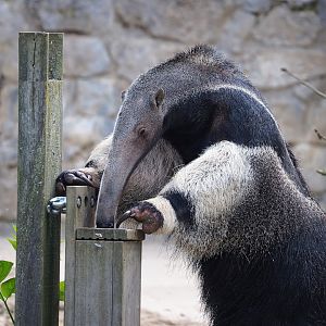 Giant anteater (Myrmecophaga tridactyla) using feeder, 2023-05-16