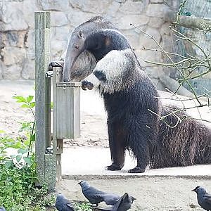 Video clip of Giant anteater (Myrmecophaga tridactyla) using feeder, 2023-05-16