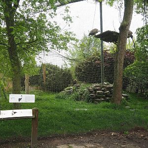 Eurasian griffon vulture and Cinereous vulture aviary, 2023-05-15
